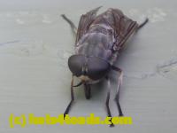 /home//u458753944/public_html/sourcegallery////////////////Insects and small critters/flies (Diptera)/P1040893.JPG